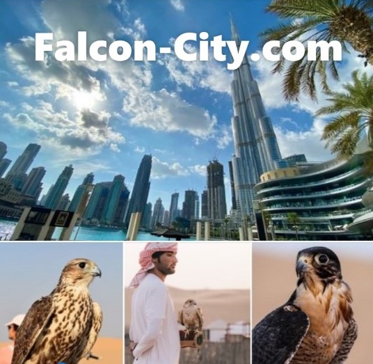 Falcon-City.com
